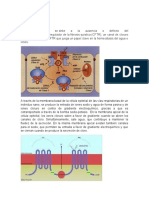 Fibrosis Quística