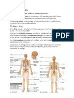 Sistema Esquelético