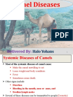 Camel Health For DVM Students