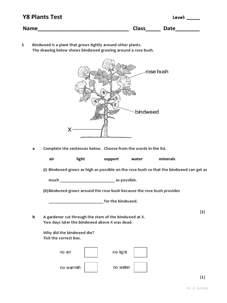Plants Test KS3 AVG PDF Plants Botany