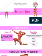 Musculos