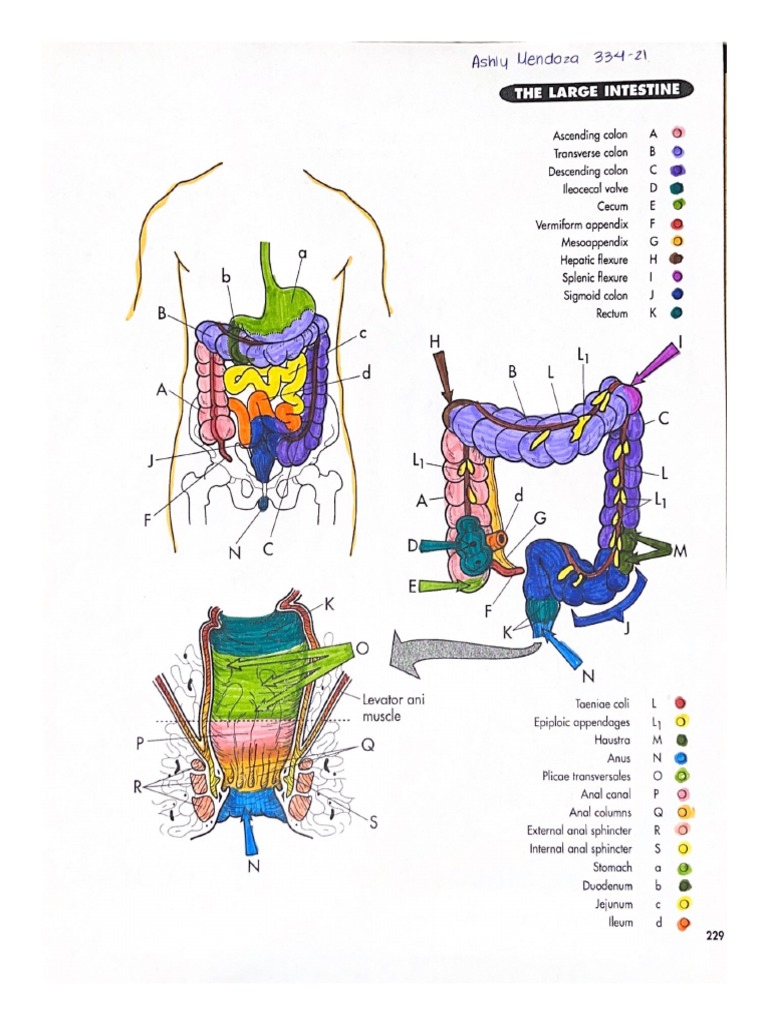 The Large Intestine | PDF