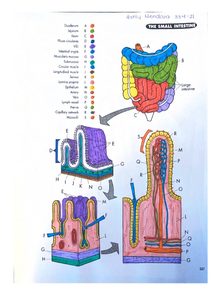 The Small Intestine | PDF