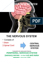 Central Nervous System New