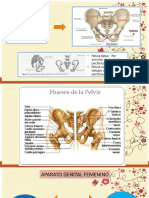 Anatomia de Genitales Femeninos
