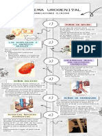 Infografía de Sistema Urogenital