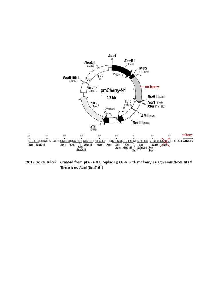 pmCherry-N1 - Vector Map | PDF