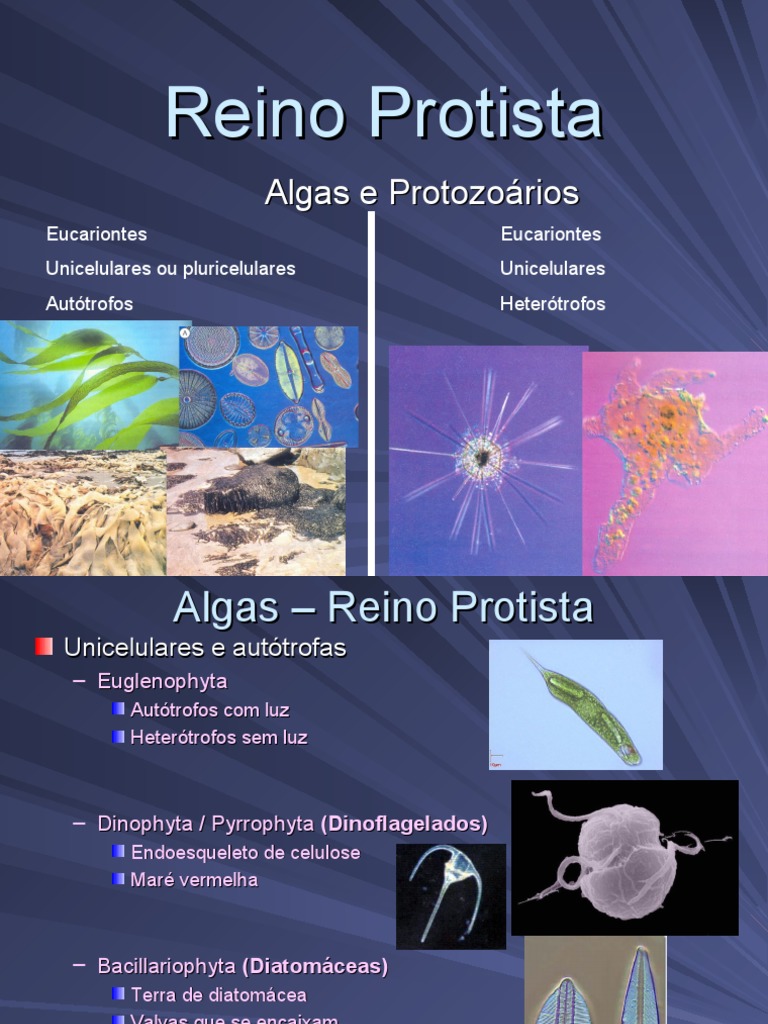 Algas e Protozoários do Reino Protista | PDF | Protozoários | Organismos