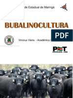 Bubalinocultura