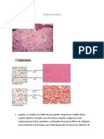 Tejido Conetivo