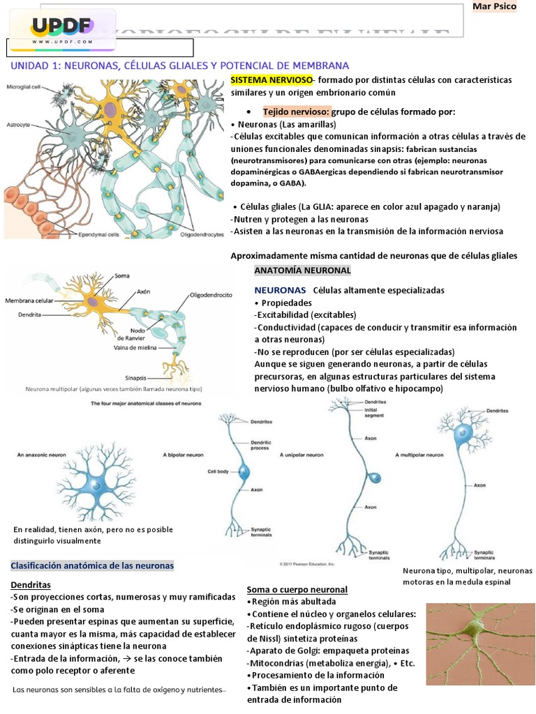 Estructura y Función de Neuronas y Astrocitos | PDF | Sinapsis ...