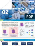 SlideSitios_de_accion_celular