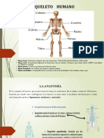 Esqueleto Humano