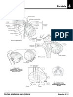 Anatomia para Color Tronco