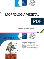 Morfologia Vegetal