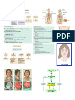 Imagenes Endocrino