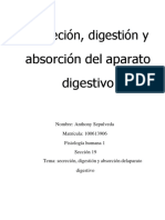 Actividades secrecion,diestion y absorcion del  aparato digestivo. Anthony Sepulveda