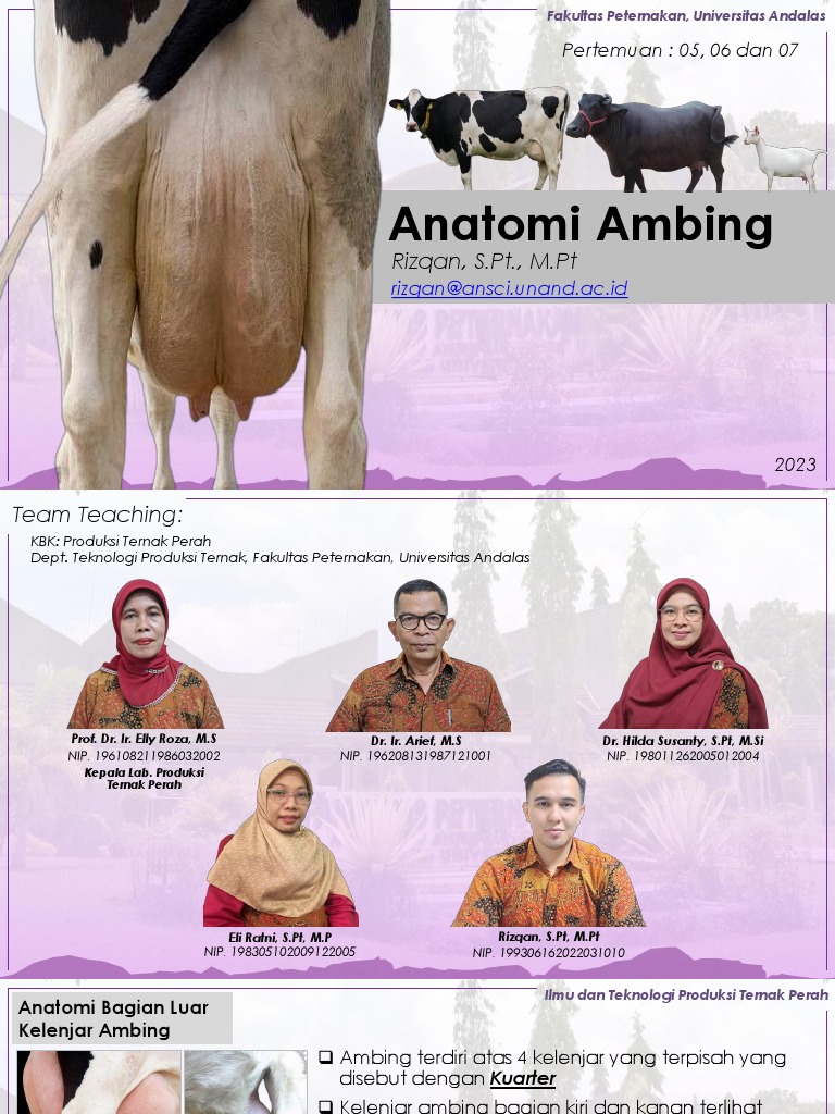 Anatomi dan Fisiologi Ambing Sapi | PDF