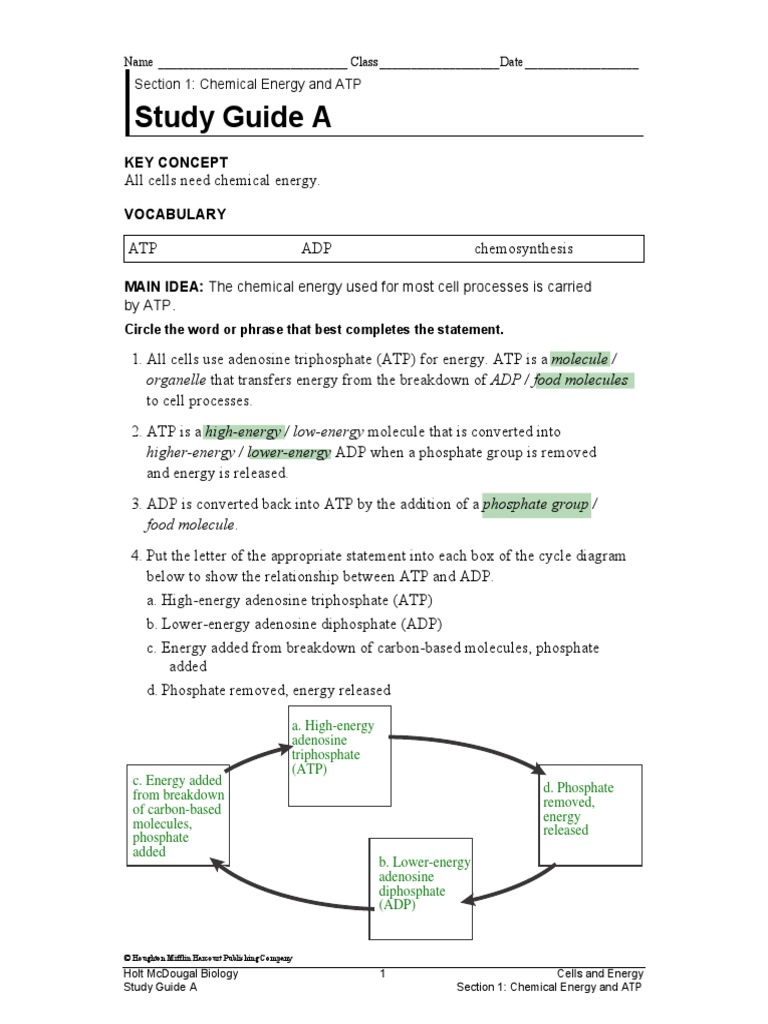 ATP and Photosynthesis Study Guide | PDF | Photosynthesis | Adenosine ...