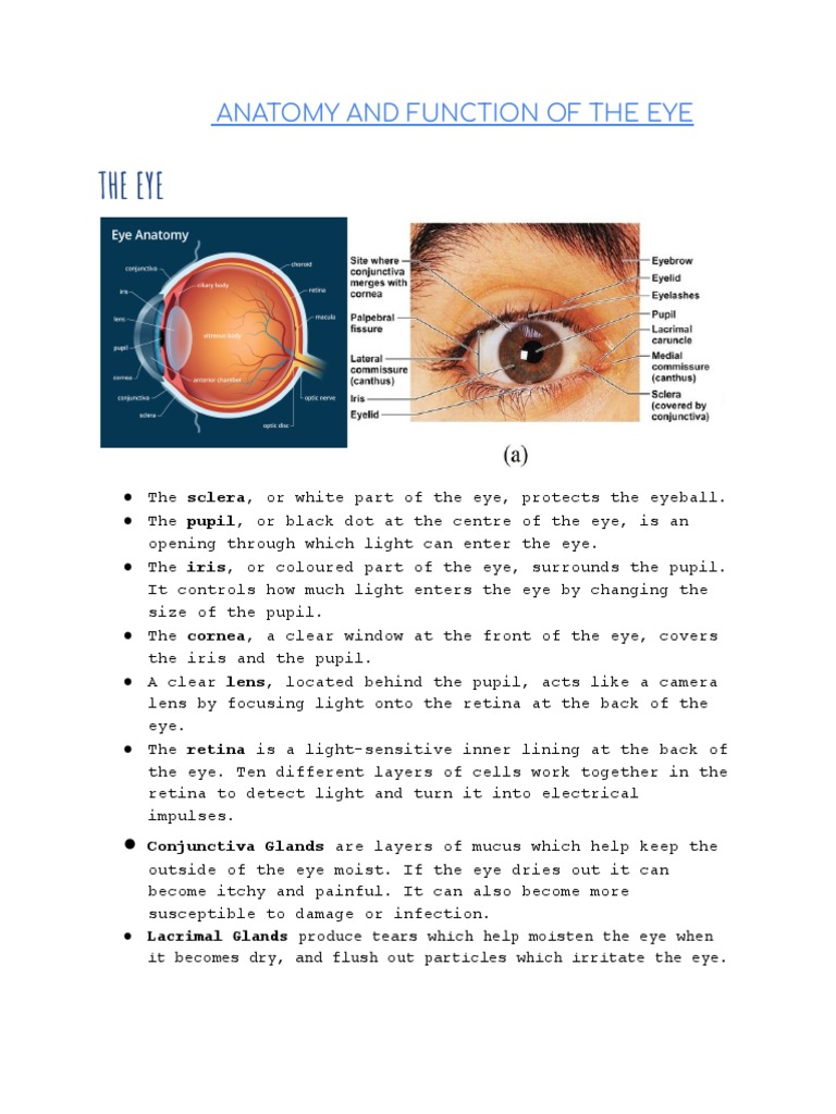 Pupil of the Eye: Definition, Anatomy & Function