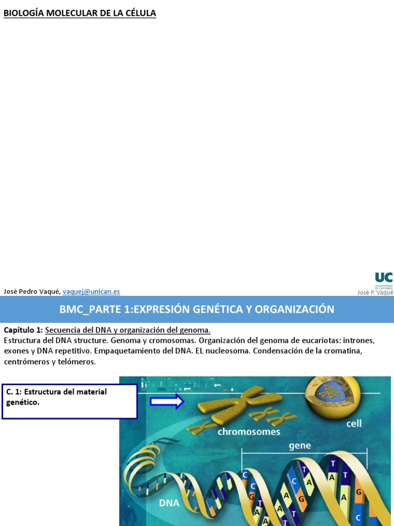 Tema 2 Replicación y Reparación Del DNA | PDF | Adn | Replicación De Adn