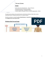 Pre Test 1 Nervous System Intro