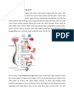 Pengertian Sistem Saraf Tepi