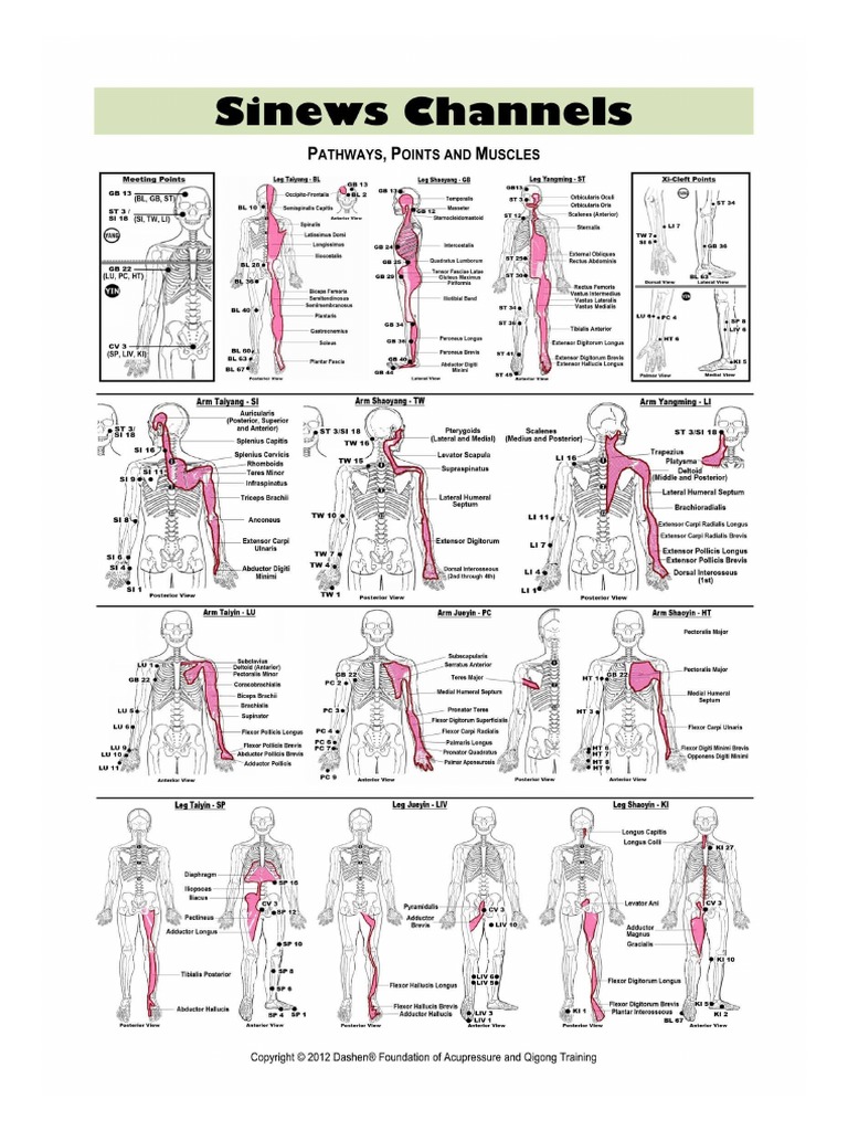 Sinew Channels | PDF