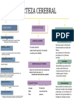 Cortesa Cerebral