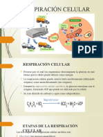 Respiración Celular