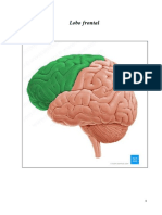 Lobo Frontal APOSTILA