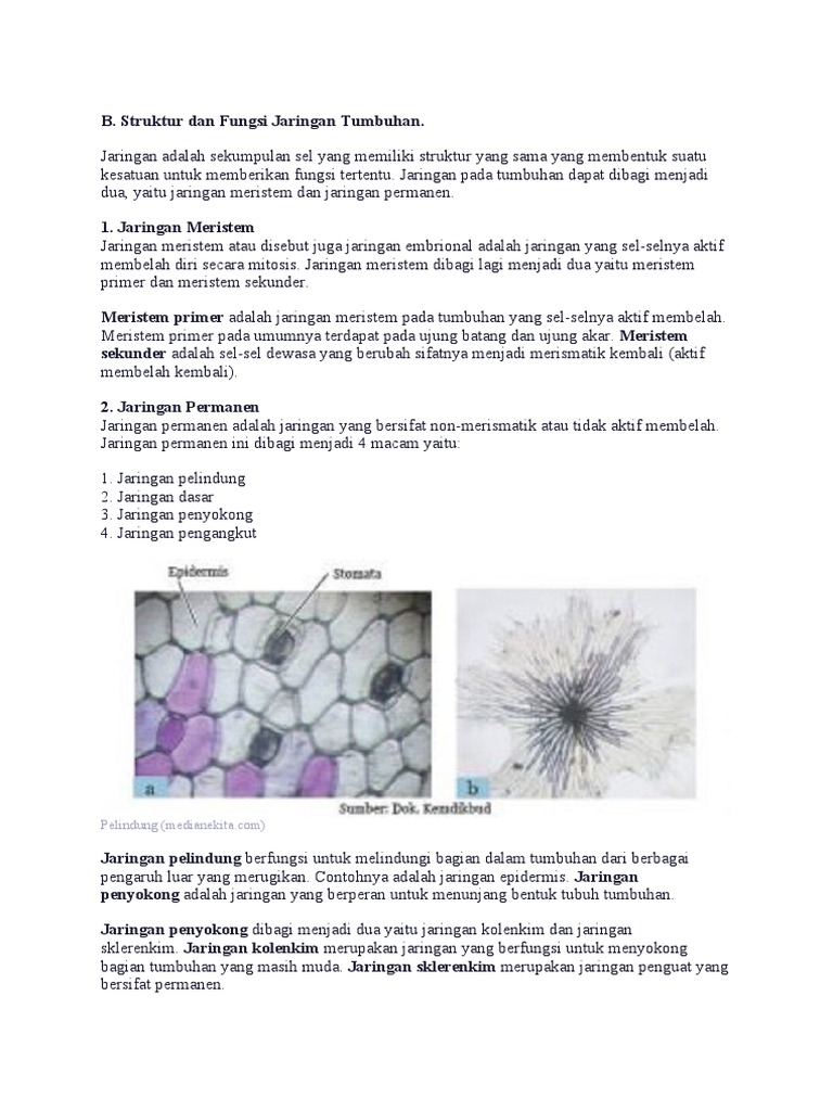 Rangkuman Materi Jaringan Tumbuhan