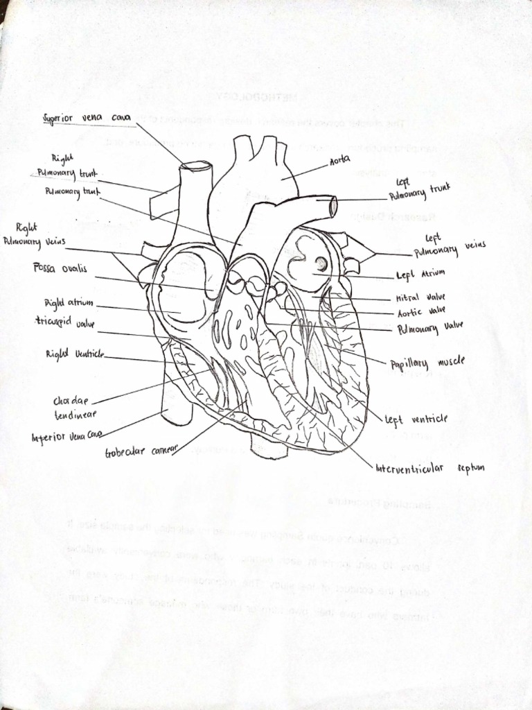 Heart | PDF