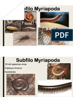 Subfilo Myriapoda