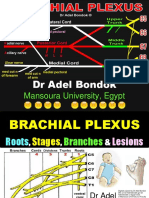 Brachial Plexus, DR Adel Bondok