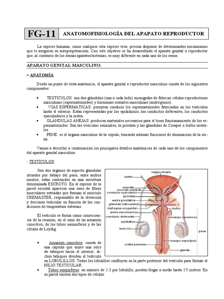 Anatomía del Sistema Reproductor Masculino | PDF | Ciclo menstrual | Ovario