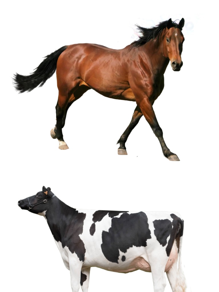 Farm Animals | PDF