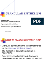 Glandular Epithelium3 1