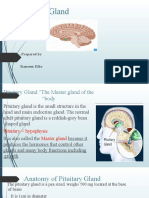 2 Pitutary Gland