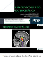 Aula 3 - Anatomia Macroscopica Tronco Encefalico