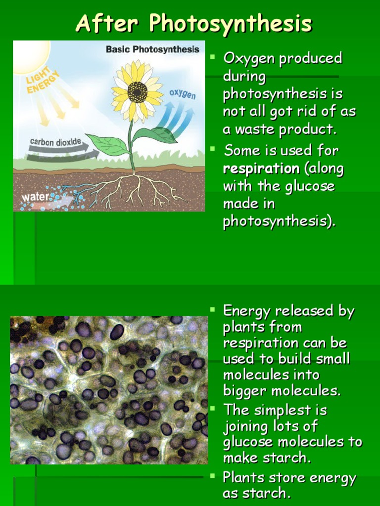 After Photosynthesis Higher PDF Starch Cellular Respiration