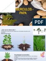 Tuberculos - Papa