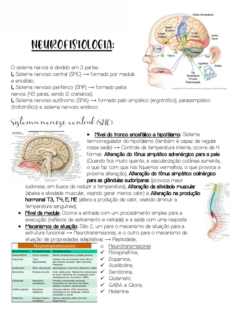 Neurofisiologia | PDF | Dor | Neurônio motor