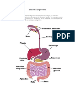 Aparelho Digestivo-enf02