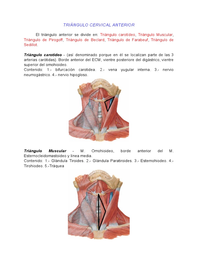 Triangulos Del Cuello - 100149 | PDF