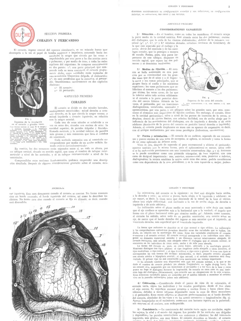 Anatomía Corazón Pdf