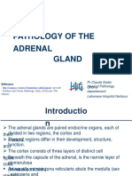 2-Adrenal Path.