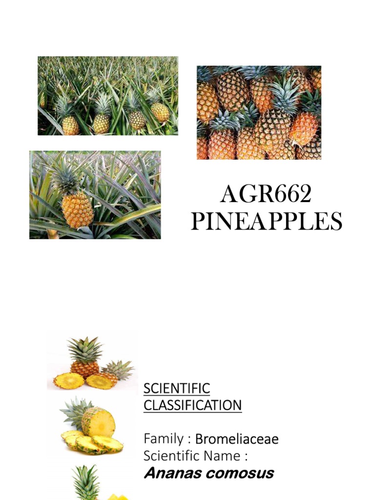 Can You Eat Pineapple While Pregnant? - Parents