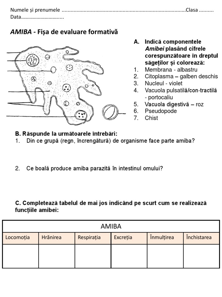 Amiba Ev Formativa | PDF