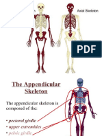 Appendicular Skeleton